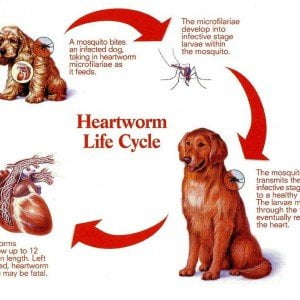 heartworm cycle